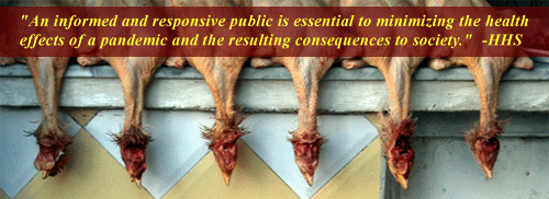 avian flu, bird flu, pandemic flu