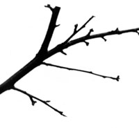 virtual pbx branches jpg